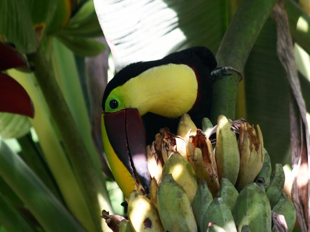 El Colibri Lodge Manzanillo  Buitenkant foto