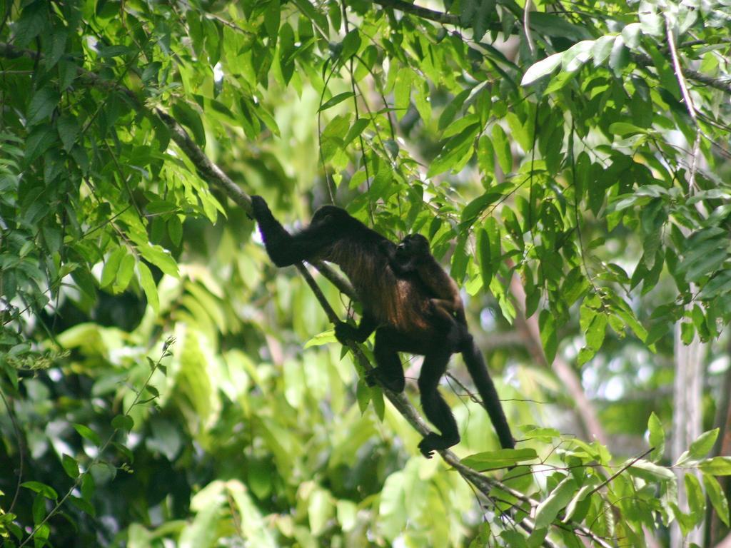 El Colibri Lodge Manzanillo  Buitenkant foto