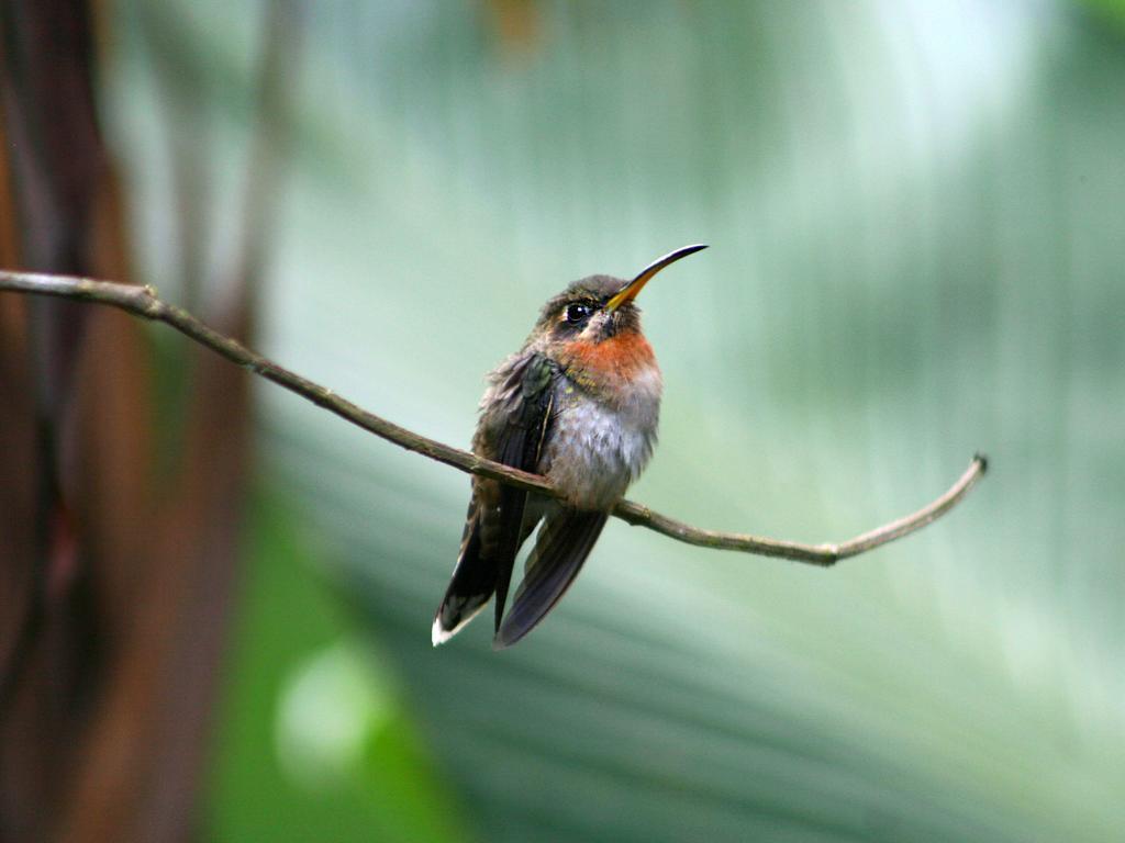 El Colibri Lodge Manzanillo  Buitenkant foto