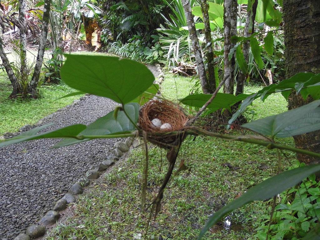 El Colibri Lodge Manzanillo  Buitenkant foto