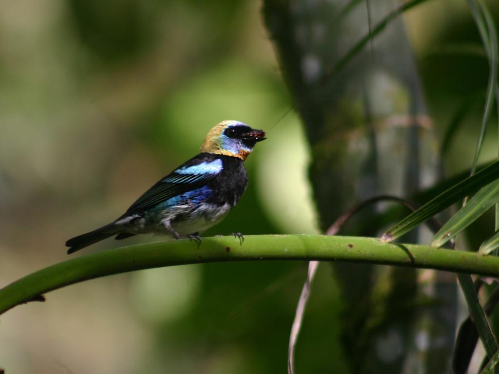 El Colibri Lodge Manzanillo  Buitenkant foto