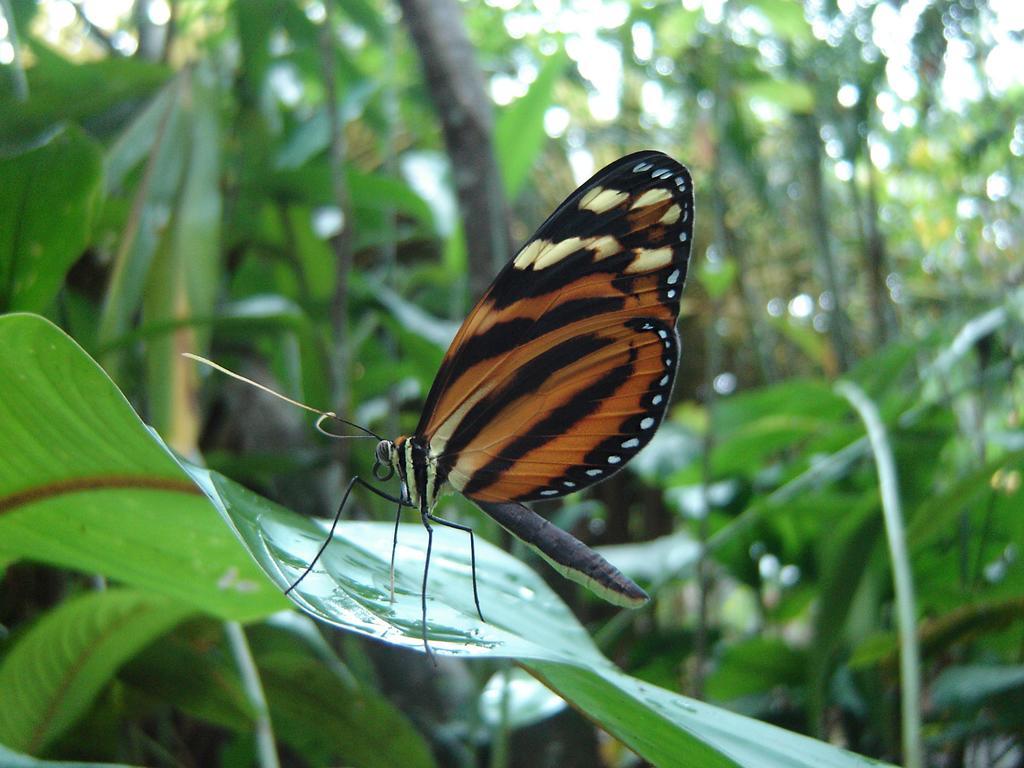 El Colibri Lodge Manzanillo  Buitenkant foto